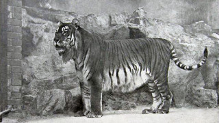 Туранский тигр. Фото:wikipedia.org