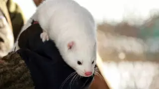 Норок будут вакцинировать от коронавируса в Финляндии