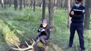 Егеря отстреливали маралов в Северном Казахстане