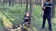 Егеря отстреливали маралов в Северном Казахстане