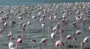 Фламинго вновь засняли в пригороде Актау