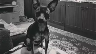 "Кинула об асфальт" - зооволонтеры Рудного сообщили о жестоком убийстве собаки