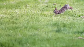 Заяц-паркурщик обхитрил беркута и стал звездой в Сети
