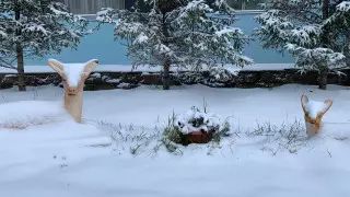 Нур-Султан усыпало снегом