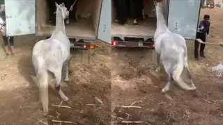 Скандал с лошадьми в Алматы: в Минэкологии прокомментировали видео