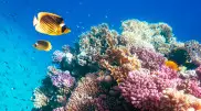 Из-за глобального потепления в мире исчезло 14 процентов коралловых рифов за 10 лет