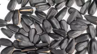 Диетолог назвала семечки угрозой иммунитету