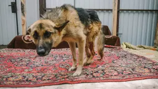 Жестокое обращение с животными: депутаты приняли в работу законопроект