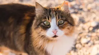 Как изменят наказание за жестокое обращение с животными в Казахстане