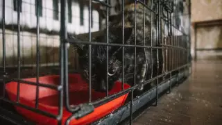 Как определили новые штрафы для живодеров, объяснила вице-министр