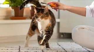 Казахстанцев обяжут чипировать домашних животных