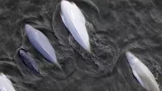 Белуху впервые за 80 лет увидели в штате Вашингтон