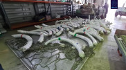 Бивни мамонта и рог носорога пытались вывезти в Китай из Нур-Султана