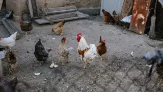 В селе Павлодарской области ввели карантин из-за птичьего гриппа