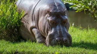 Власти Колумбии придумали, что делать с бегемотами Пабло Эскобара