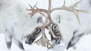 Бой оленей за гарем попал в список лучших снимков конкурса Wildlife Photographer of the Year