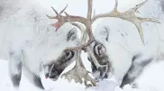 Бой оленей за гарем попал в список лучших снимков конкурса Wildlife Photographer of the Year