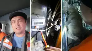 Забравшуюся в электрощиток беременную кошку спасли в Аксу