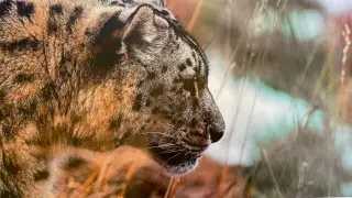 В Алматы пройдет Неделя снежного барса