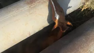 Лошадь застряла между трубами в пригороде Актау