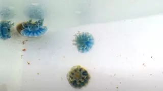 Туристов предупредили об опасных морских обитателях у берегов Антальи