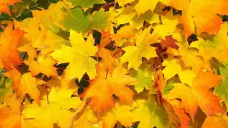 Какая погода ожидает казахстанцев 31 октября