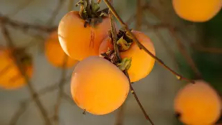 Диетолог рассказала об опасности хурмы для желудка