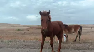 Ограждения от бесхозного скота установят вдоль трассы Уральск - Атырау