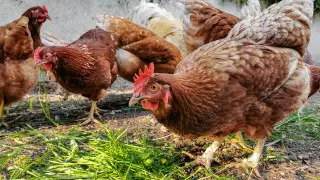 Во Франции объявили повышенный уровень опасности из-за птичьего гриппа