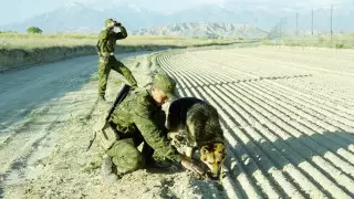 Как четвероногий пограничник Рекс ловил нарушителей