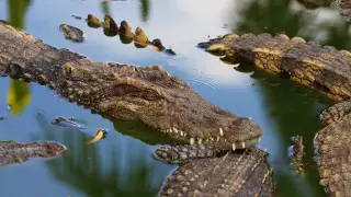 Австралиец отбился от крокодила при помощи ножа