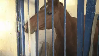 Скандал в конной школе разгорелся в Караганде