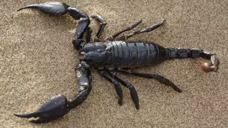 Сотни людей пострадали от нашествия скорпионов в Египте