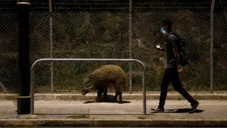 Власти Гонконга начали охоту на кабанов