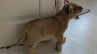 Львенка выставили на продажу за 3,5 миллиона тенге в Алматы