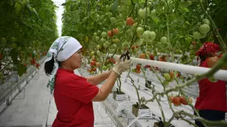 Новый тепличный комплекс в ЗКО производит до 8 тысяч тонн овощей ​