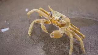 Ученые из Британии признали омаров и крабов живыми существами