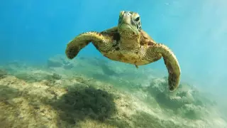 Камбоджа выпустила в дикую природу вымирающих королевских черепах