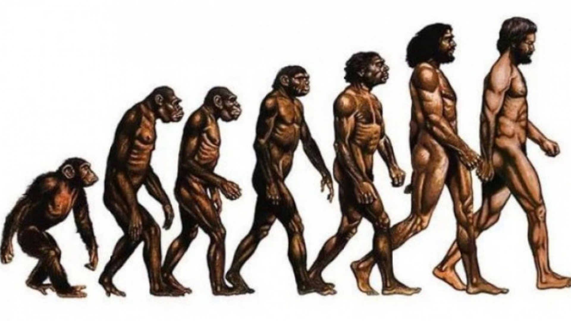 Человеческие люди рассказ. Теория эволюции Дарвина.