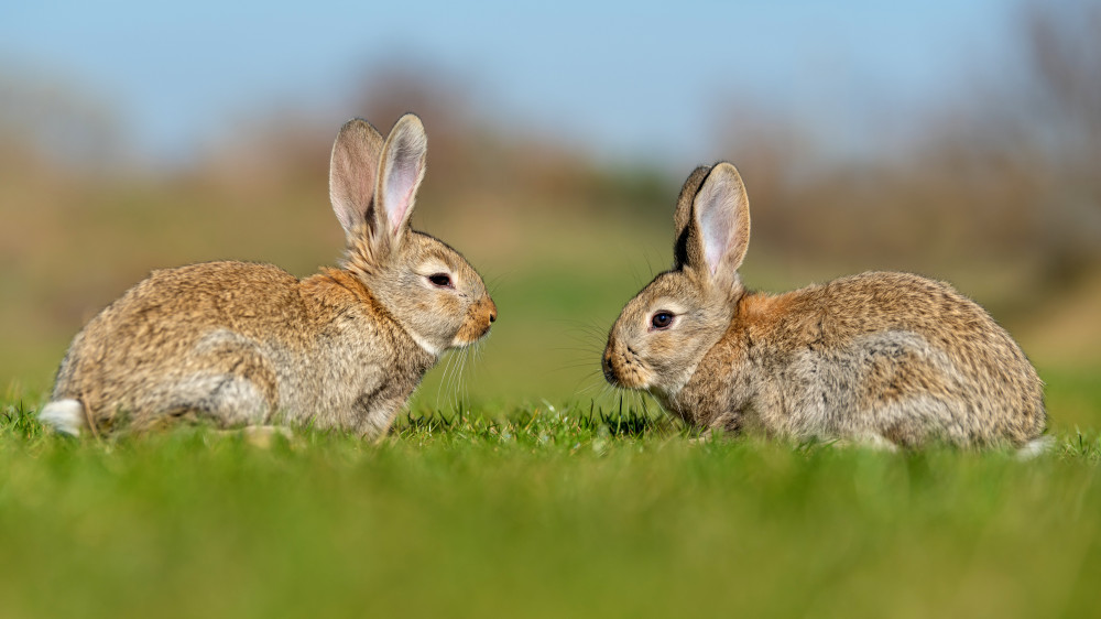 В Австралии будут отстреливать кроликов, захвативших подступы к парламенту