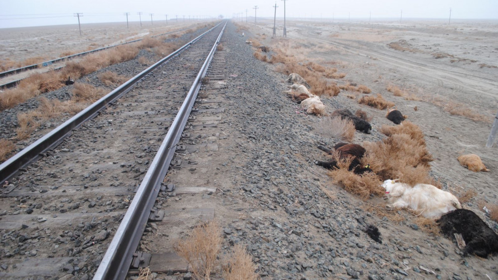 Поезд сбил насмерть 20 животных в Казахстане