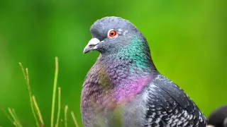 Почему опасно есть мясо голубей, объяснил санврач