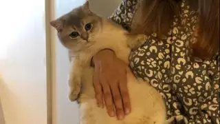 Кот озадачил людей "превращением в пончик"