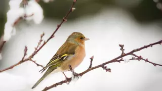Какой будет погода на День независимости