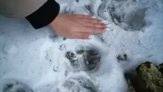 Гибель 6-летней девочки в Усть-Каменогорске: за 3 дня застрелили 85 бродячих собак