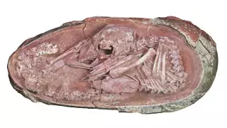 Яйцо с эмбрионом динозавра нашли в Китае