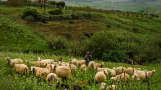 Древнейшее в мире генеалогическое древо создали в Великобритании