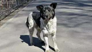 Бездомные собаки стали чаще нападать на алматинцев