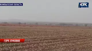 Тонны лука сгнили, оставшись неубранными из-за смерти хозяина от КВИ в Жамбылской области