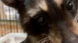 Енот-полоскун "сбежал" с места ДТП в Мангистау